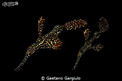 Ghost pipefishes are sometimes stranded by the current de... by Gaetano Gargiulo 